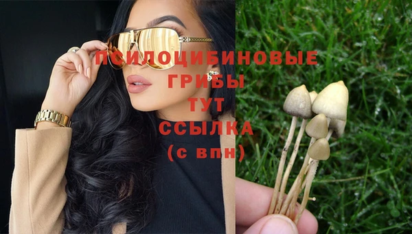 прущие грибы Аркадак